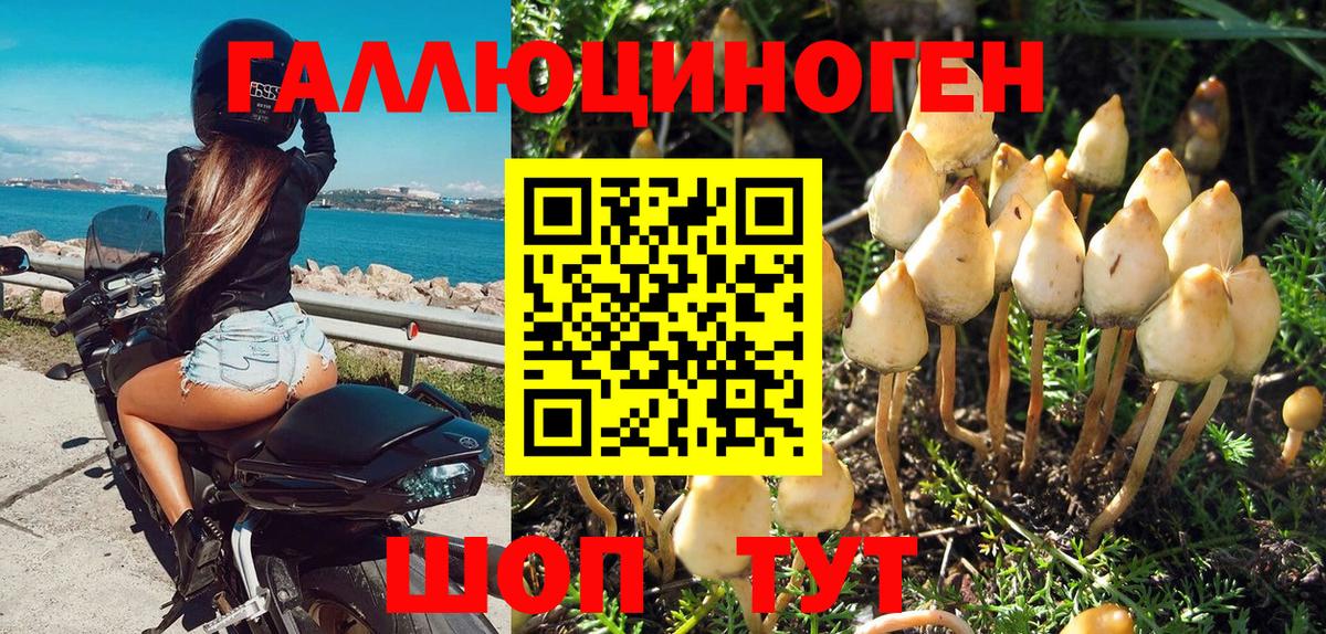 Псилоцибиновые грибы GOLDEN TEACHER Курганинск